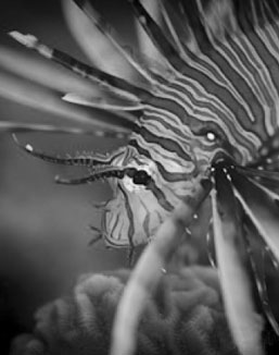Underwater & Nature